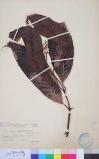 Specimen thumbnail